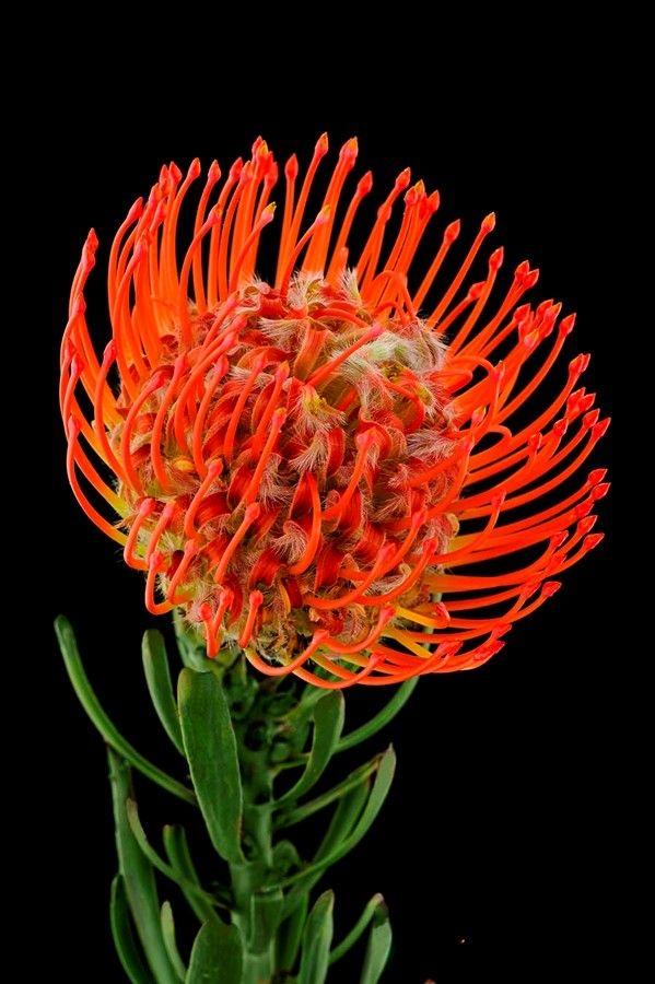 Solar Bloom